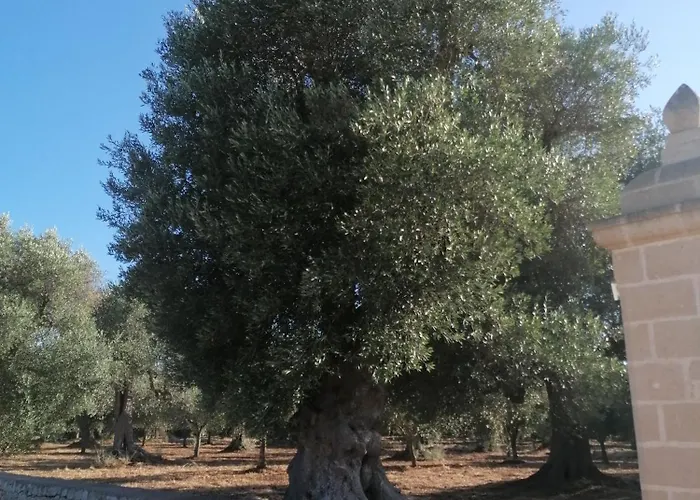 Masseria Le Betulle לינה וארוחת בוקר
