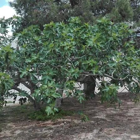 Masseria Le Betulle 산비토데이노르만니